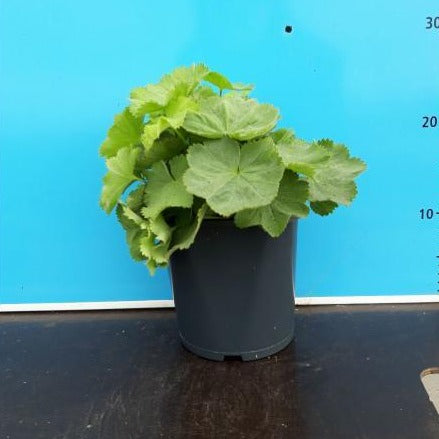 Alchemilla mollis