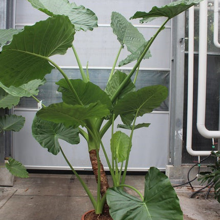 Alocasia macrorrhiza 280cm