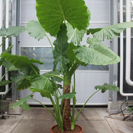 Alocasia macrorrhiza