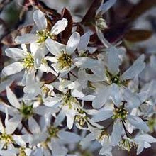 Afbeelding in Gallery-weergave laden, Amelanchier lamarckii bloemen
