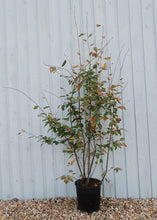 Afbeelding in Gallery-weergave laden, Amelanchier lamarckii
