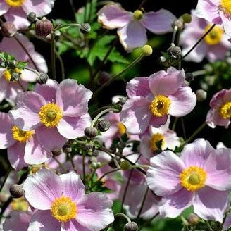 Anemone hyb. 'Königin Charlotte' - Anemoon