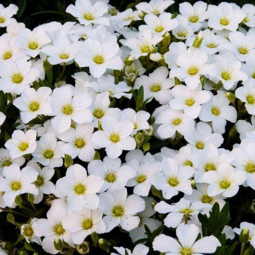 Arenaria montana