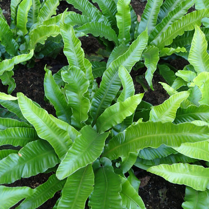 Asplenium scolopendrium