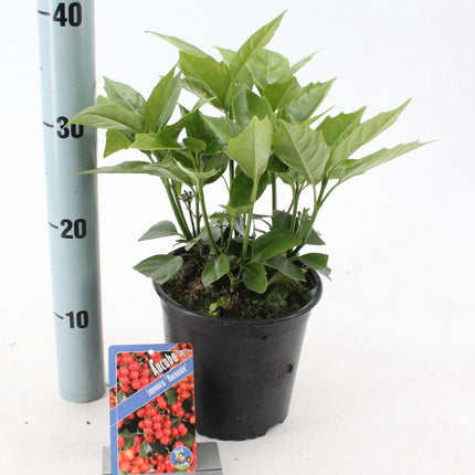 Aucuba japonica 'Rozannie' - Broodboom