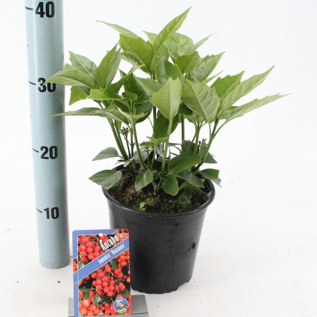 Aucuba japonica 'Rozannie' - Broodboom