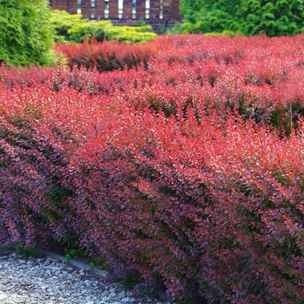 Berberis thunb. 'Atropurpurea' blote wortel - Zuurbes haag
