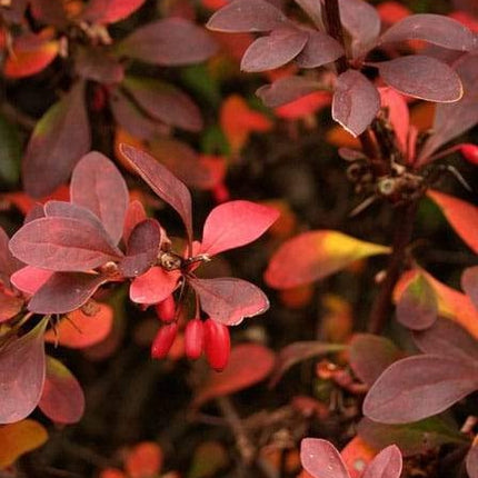 Berberis thunb. 'Atropurpurea' blote wortel - Zuurbes haag