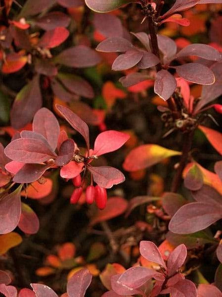 Berberis thunb. 'Atropurpurea' blote wortel - Zuurbes haag