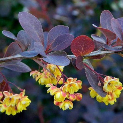 Berberis thunb. 'Atropurpurea' blote wortel - Zuurbes haag