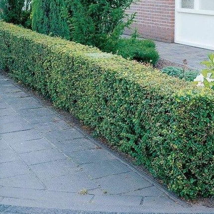 Berberis thunbergii blote wortel