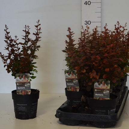 Berberis thunb. 'Atropurpurea' in Pot - Rode Zuurbes haag