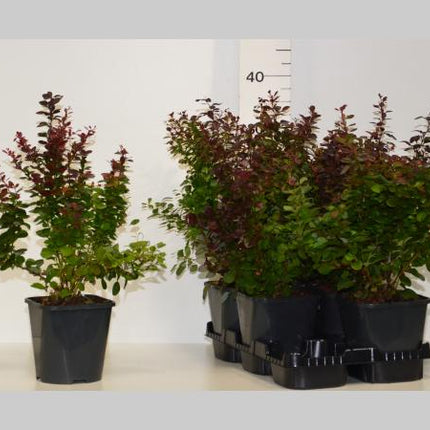 Berberis thunb. 'Atropurpurea' in Pot - Rode Zuurbes haag