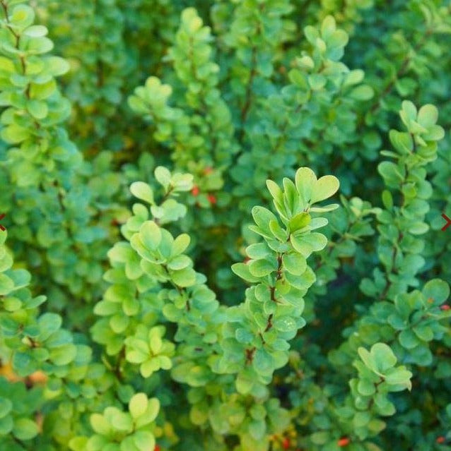 Berberis Thunbergii blote wortel