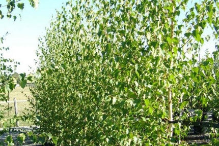 Betula pendula - Berkenhaag blote wortel