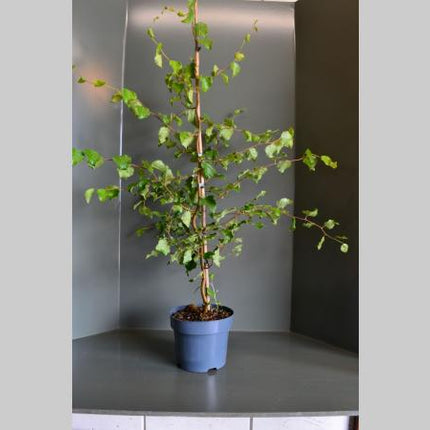 Betula p. 'Spider Alley' - Kronkelberk