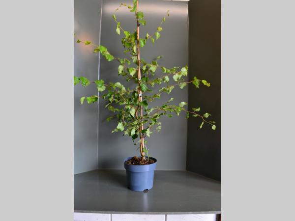Betula p. 'Spider Alley' - Kronkelberk