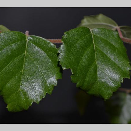 Betula p. 'Spider Alley' - Kronkelberk