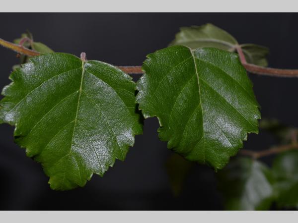 Betula p. 'Spider Alley' - Kronkelberk