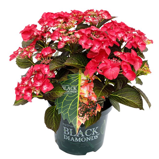 Hydrangea macr. Dark Angel® - Black Diamonds® Collection