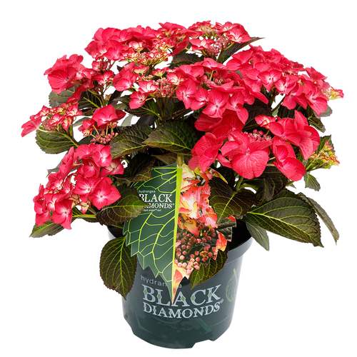 Hydrangea macr. Dark Angel® - Black Diamonds® Collection