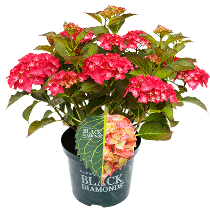 Hydrangea macrophylla 'Red Angel' - Black Diamonds® Collection