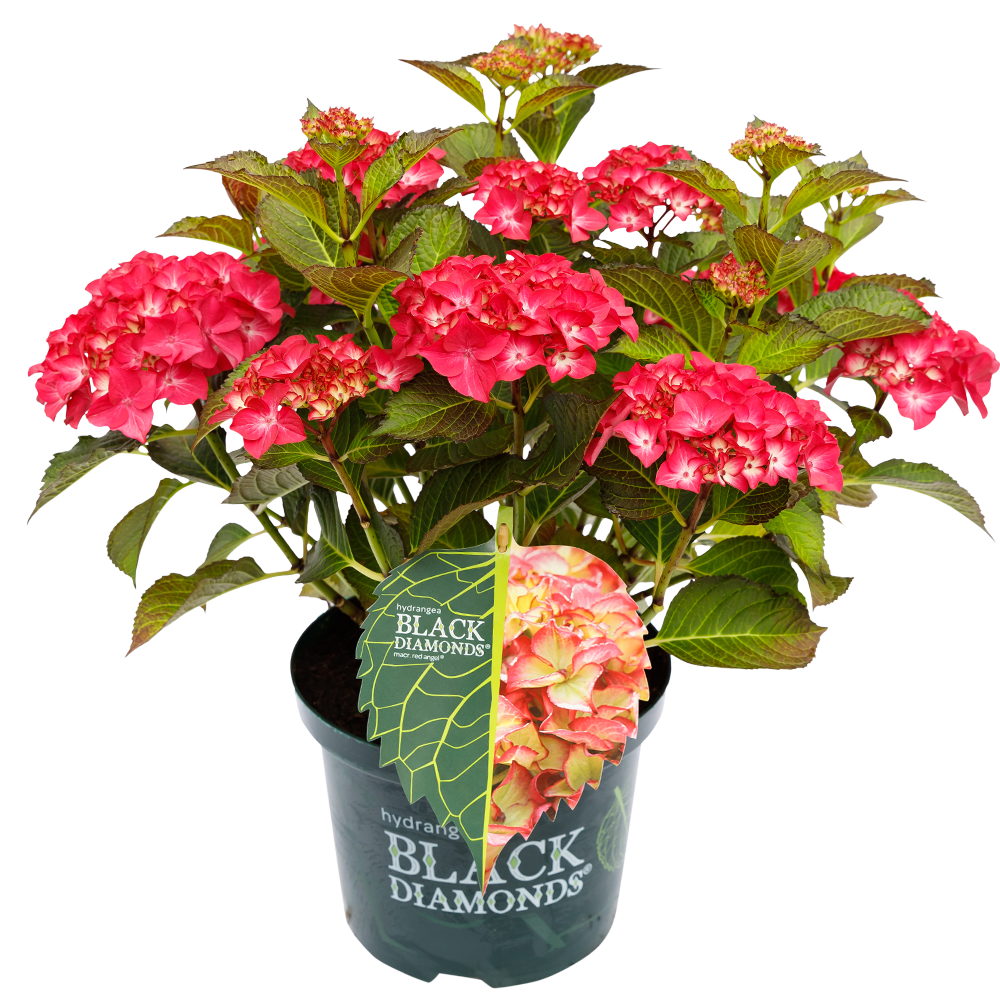 Hydrangea macr. Red Angel® - Black Diamonds® Collection