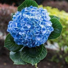 Afbeelding in Gallery-weergave laden, Boerenhortensia blauw - Tuinplantenloods
