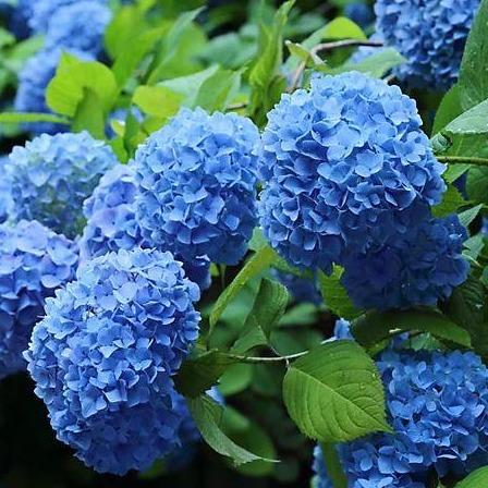 beet psychologie reservoir Boerenhortensia blauw – Tuinplantenloods