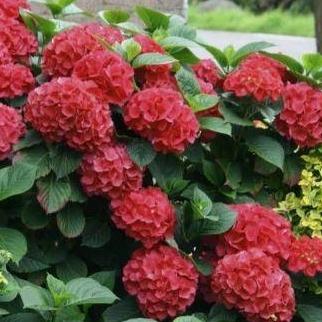 Boerenhortensia rood - Tuinplantenloods