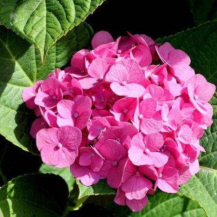 Boerenhortensia roze - Tuinplantenloods