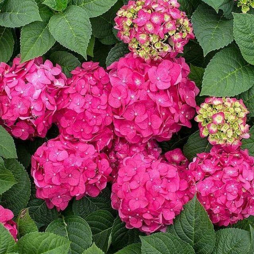 Boerenhortensia roze - Tuinplantenloods