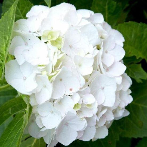 Boerenhortensia wit - Tuinplantenloods