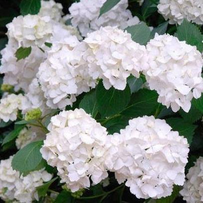Boerenhortensia wit - Tuinplantenloods