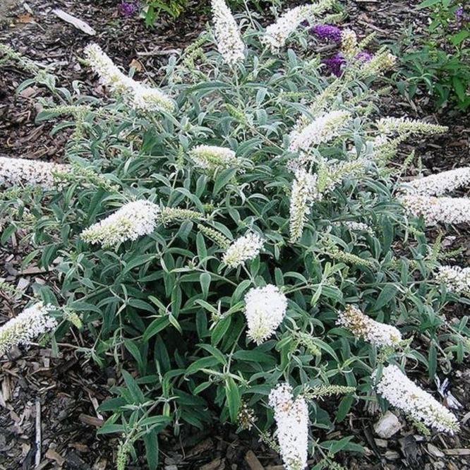 Buddleja davidii 'White Ball' vlinderstruik.
