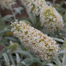 Afbeelding in Gallery-weergave laden, Buddleja davidii &#39;White Ball&#39; vlinderstruik.
