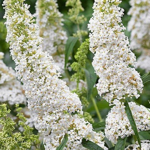 Buddleja davidii 'White Profusion' vlinderstruik.
