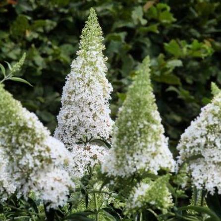 Buddleja davidii 'White Profusion' vlinderstruik.