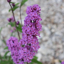 Afbeelding in Gallery-weergave laden, Buddleja davidii &#39;Border Beauty&#39; vlinderstruik.
