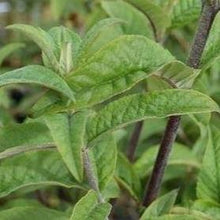 Afbeelding in Gallery-weergave laden, Buddleja davidii &#39;Border Beauty&#39; vlinderstruik.

