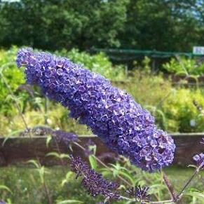 Buddleja davidii 'Nanho Blue' vlinderstruik.
