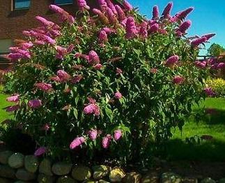 Buddleja davidii 'Pink Delight' vlinderstruik.