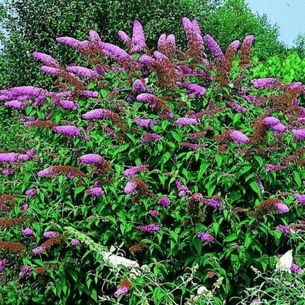 Buddleja davidii 'Nanho Purple' vlinderstruik.