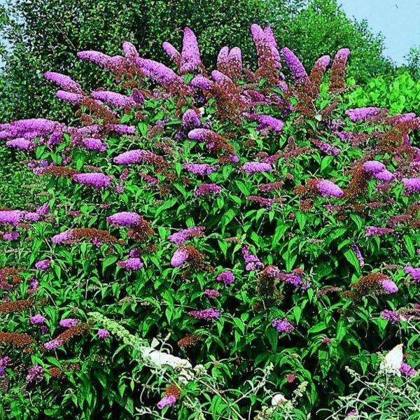 Buddleja davidii 'Nanho Purple' vlinderstruik.