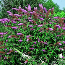 Afbeelding in Gallery-weergave laden, Buddleja davidii &#39;Nanho Purple&#39; vlinderstruik.
