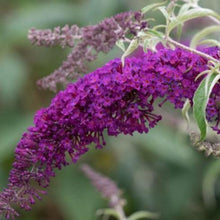 Afbeelding in Gallery-weergave laden, Buddleja davidii &#39;Nanho Purple&#39; vlinderstruik.
