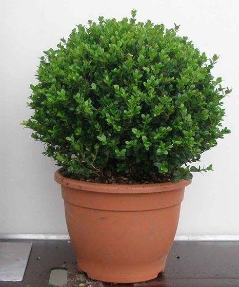 Buxus bol