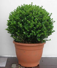 Afbeelding in Gallery-weergave laden, Buxus bol
