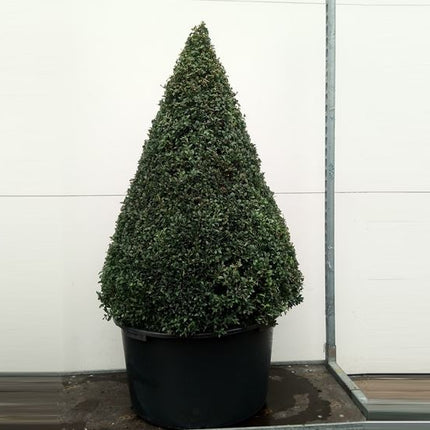 Buxus Kegel - Buxus sempervirens