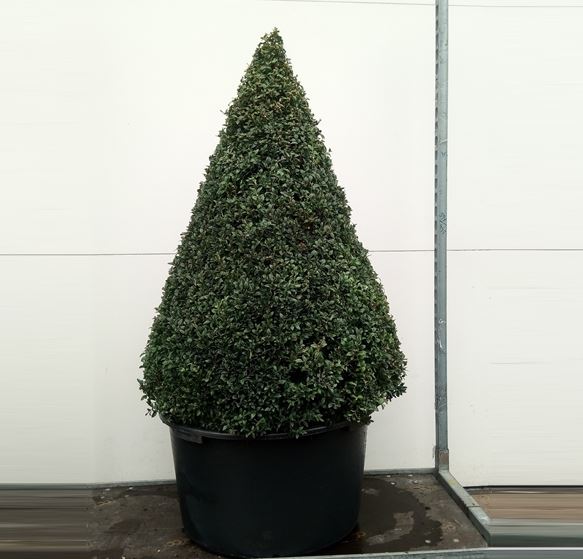 Buxus Kegel - Buxus sempervirens